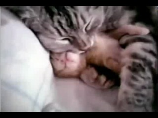 a cat hugs a kitten who has a terrible dream