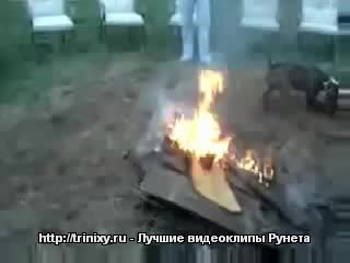 dog jumping over the fire) fun
