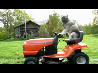 dog mows the lawn
