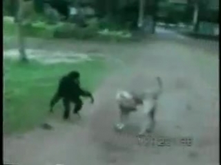 the monkey makes the dog angry