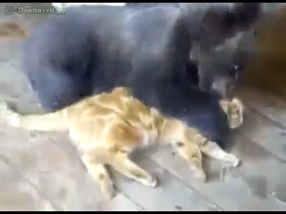 the bear cub digs the cat, the cat at the end can't stand it and attacks :d