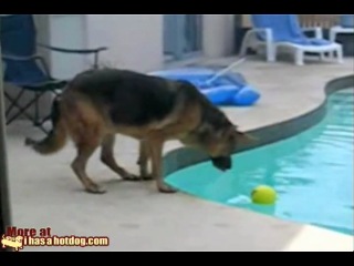 dog saves the ball :o