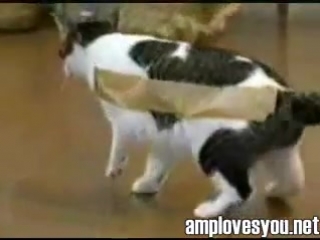 what happens if you stick tape on a cat?