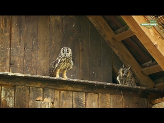 owl's wanderings / owl's odyssey (2013)
