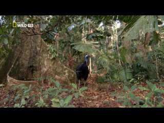 wild australia 2 jurassic jungle (2014) hd