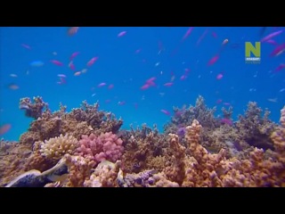 untouched wilderness / great barrier reef